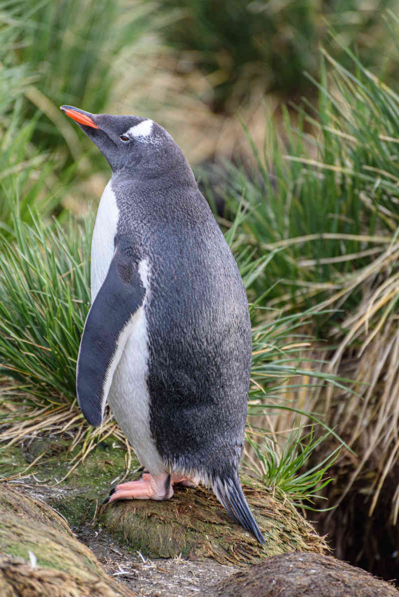 Pingüino Gentoo - islas Georgias del Sur 04.jpg